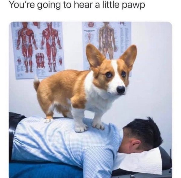 Memes About Pets