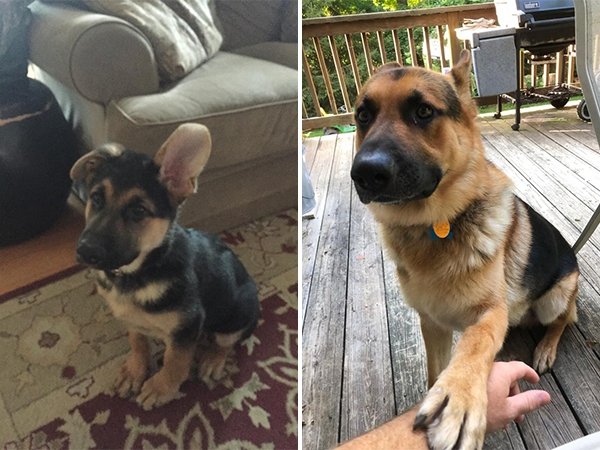 Dogs Grow Up So Fast