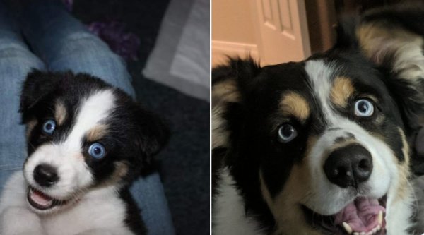 Dogs Grow Up So Fast