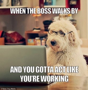 Don't Show These Memes To Your Boss
