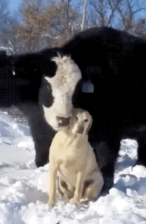 Unusual Animal Friendships