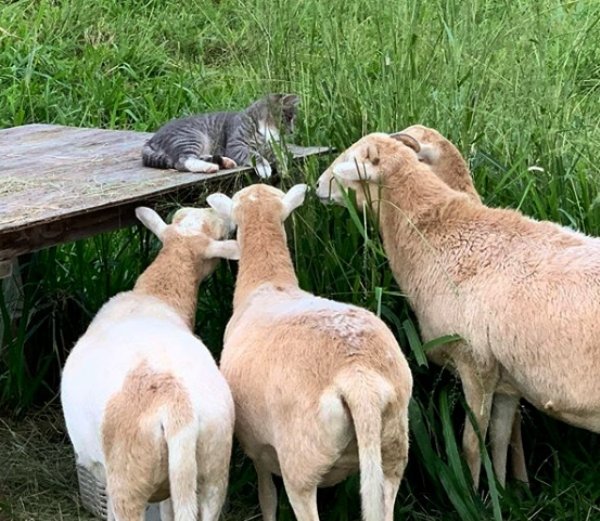 Unusual Animal Friendships