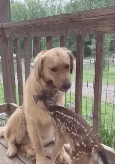 Unusual Animal Friendships | Animals