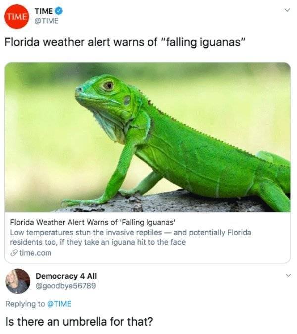 Memes About Sudden Winter In Florida