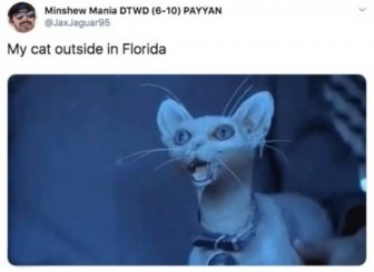 Memes About Sudden Winter In Florida