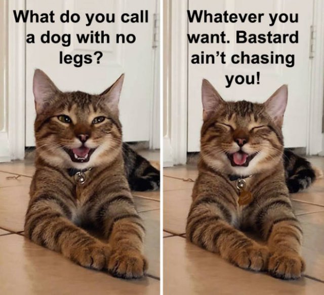 Joking Cat