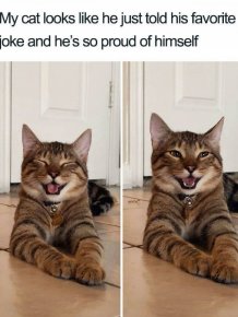 Joking Cat