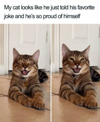 Joking Cat