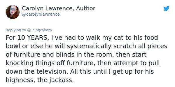Cats' Stories