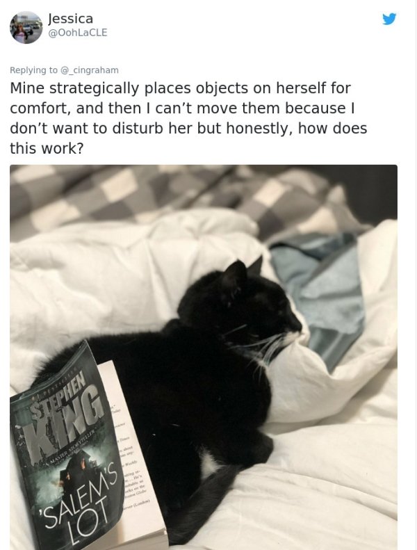 Cats' Stories