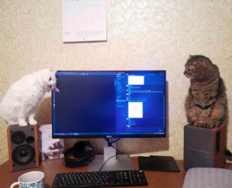 When Pets Help You To Work From Home