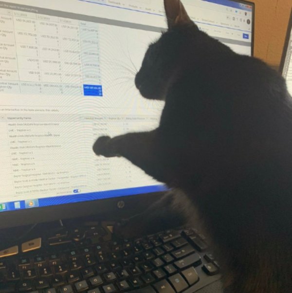 When Pets Help You To Work From Home