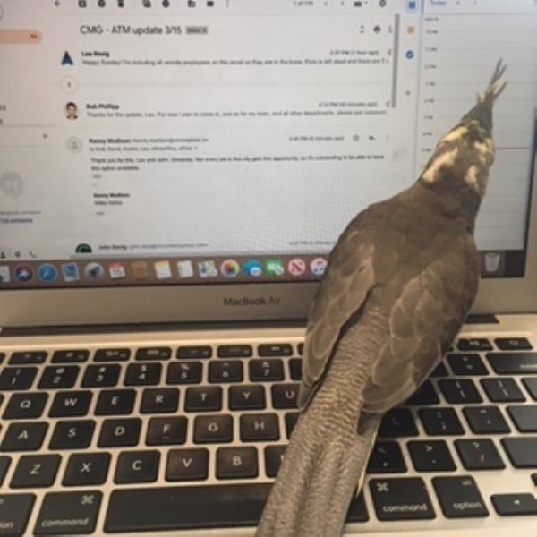 When Pets Help You To Work From Home