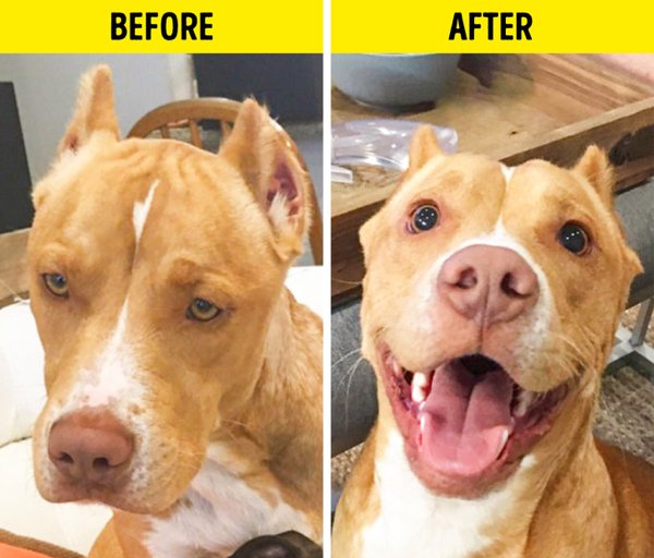 Pets Before And After Adoption, part 2