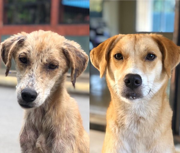 Pets Before And After Adoption, part 2