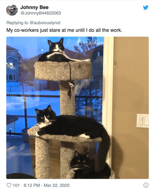 Fluffy Coworkers