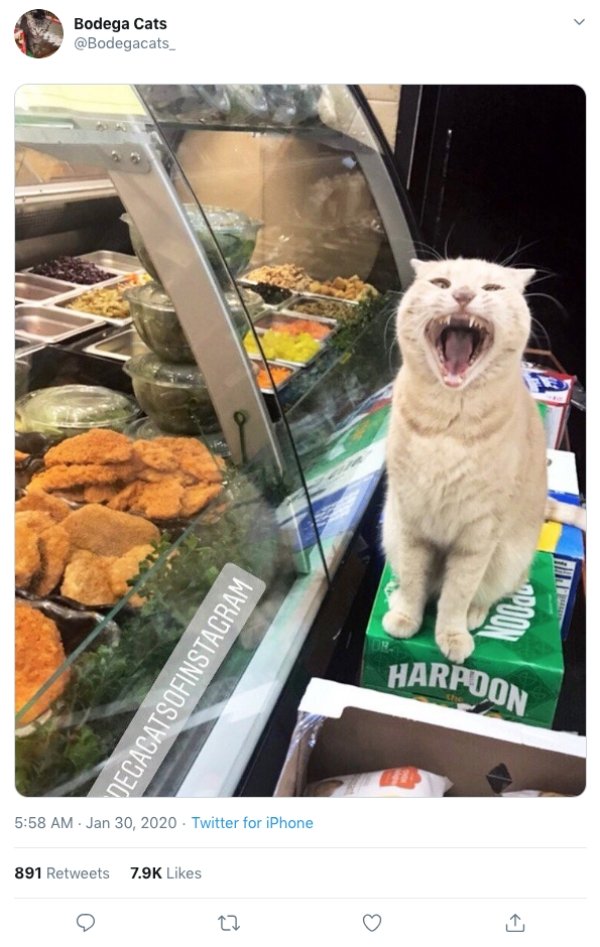 Convenience Store Cats