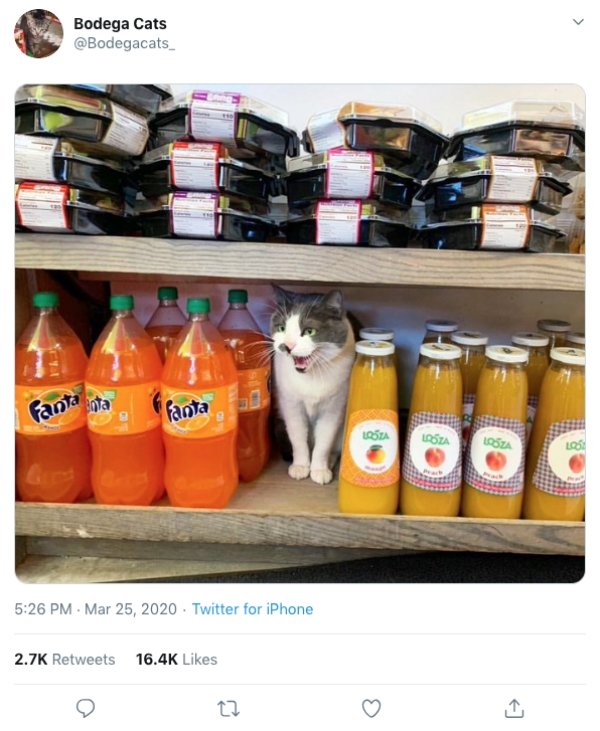 Convenience Store Cats