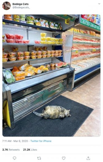 Convenience Store Cats