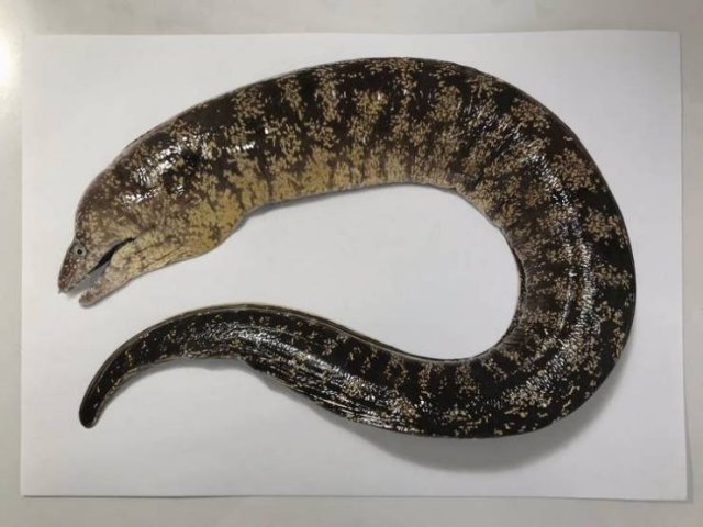 Hyper Realistic Drawing By Yuuki Tokuda Art This is an easy and realistic snake drawing with 3d effect. hyper realistic drawing by yuuki tokuda