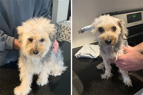 Dog Quarantine Haircuts Made By Their Owners