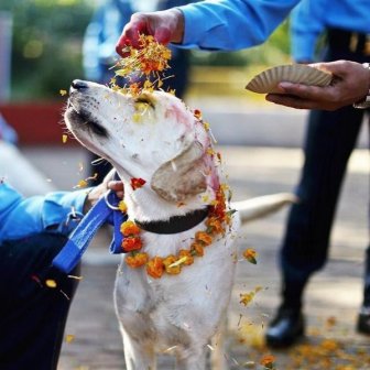 Festival Dogs