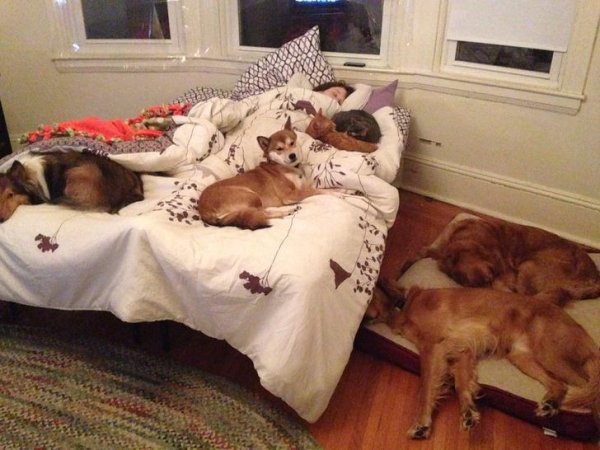 Pets In Beds