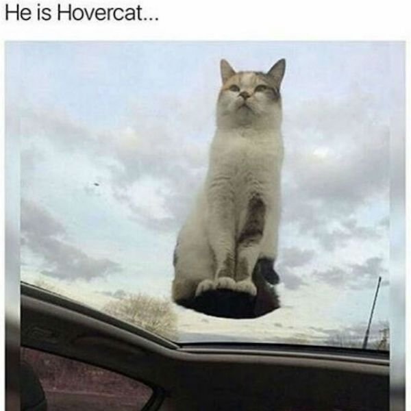 Cat Memes, part 2