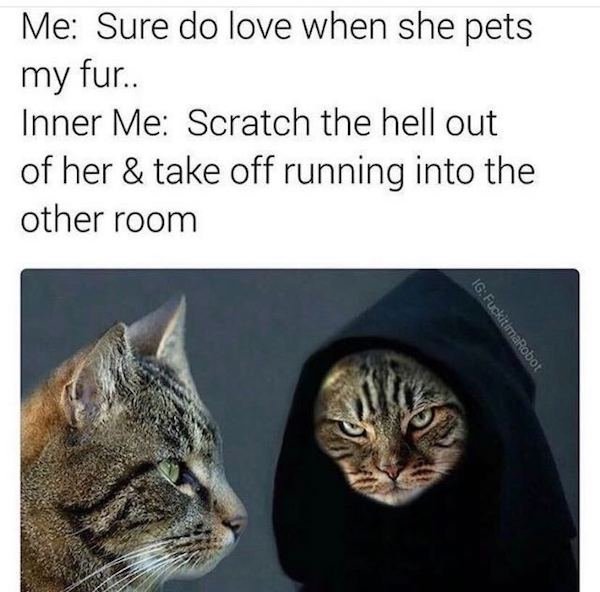 Cat Memes, part 2