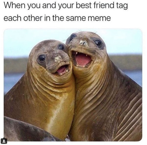 Best Friends Memes