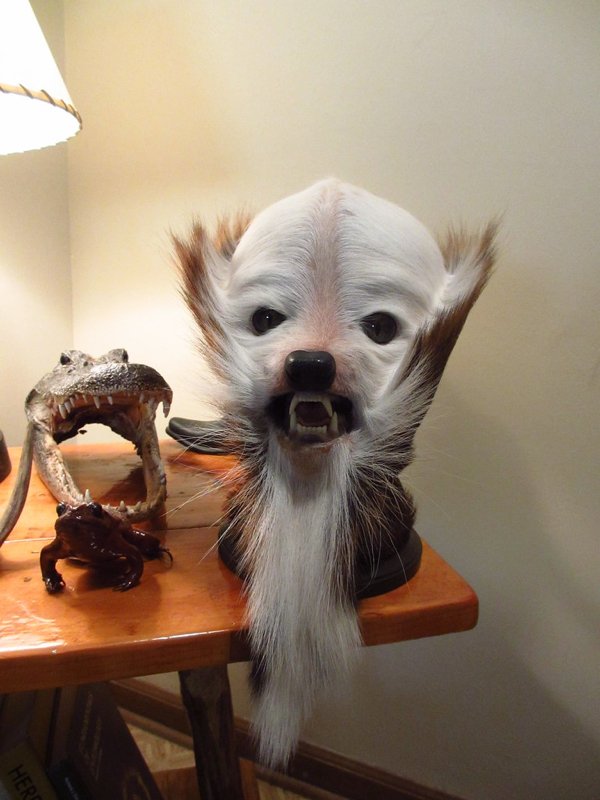 What Taxidermists Do With Deer Butts