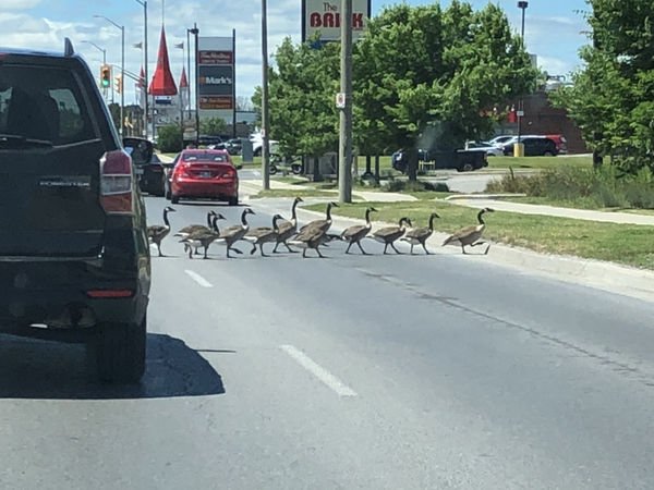 Only In Canada, part 22