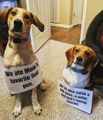 Pet Shaming