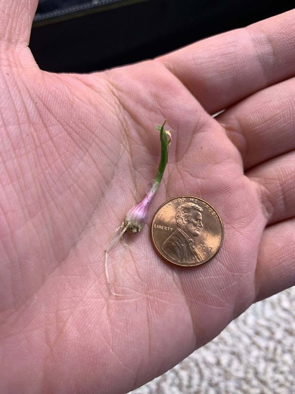 People Show Off Their Tiny Harvests