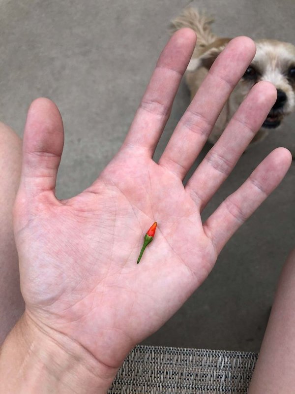 People Show Off Their Tiny Harvests