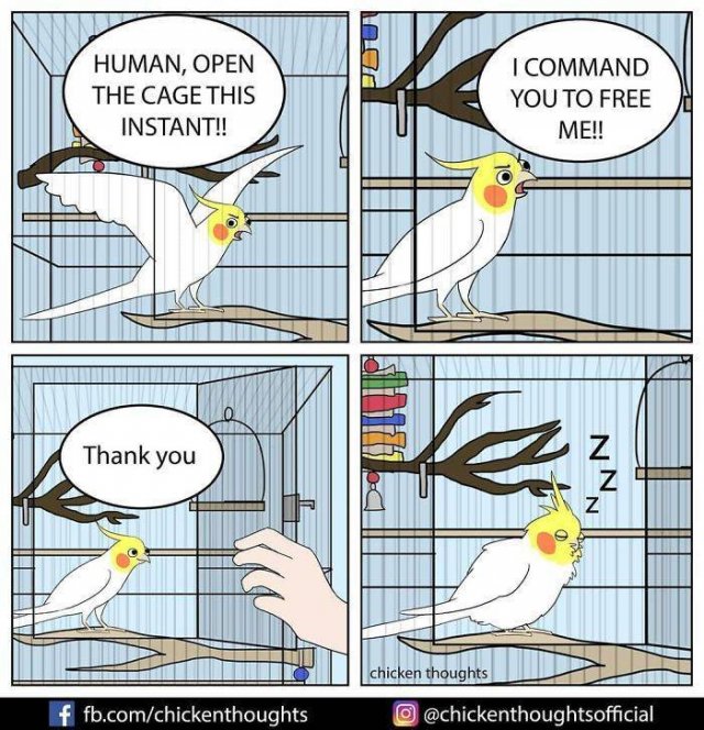 Funny Comics About Birds