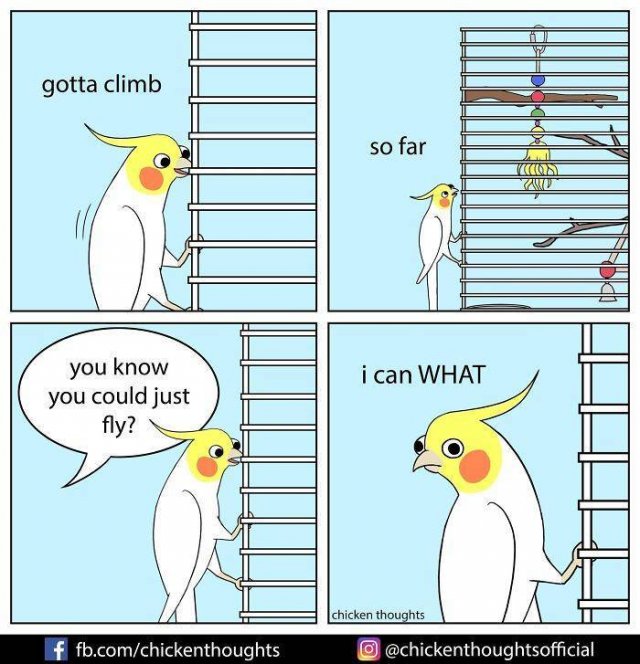 Funny Comics About Birds