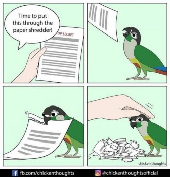 Funny Comics About Birds