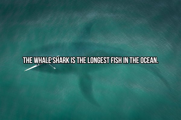 Shark Facts