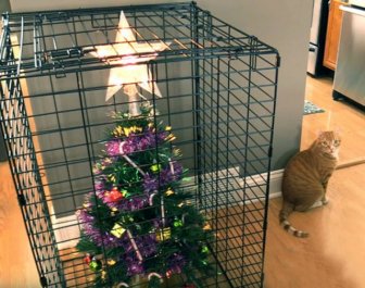 Christmas Trees And Pets