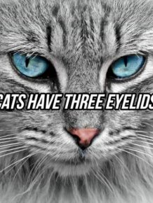 Facts About Eyes