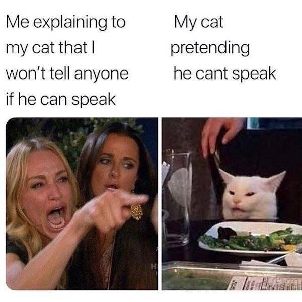 Woman Yelling At The Cat Memes