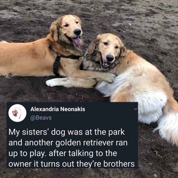 Wholesome Stories, part 35