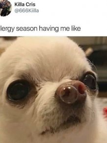 Memes For Allergic People