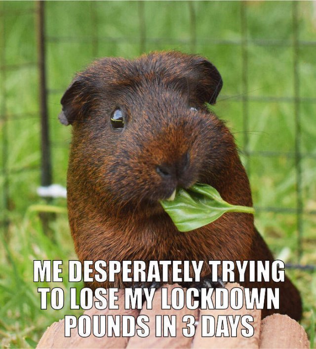 Quarantine Pet Memes