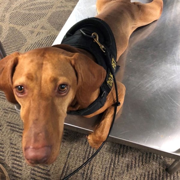 TSA Dog Finds