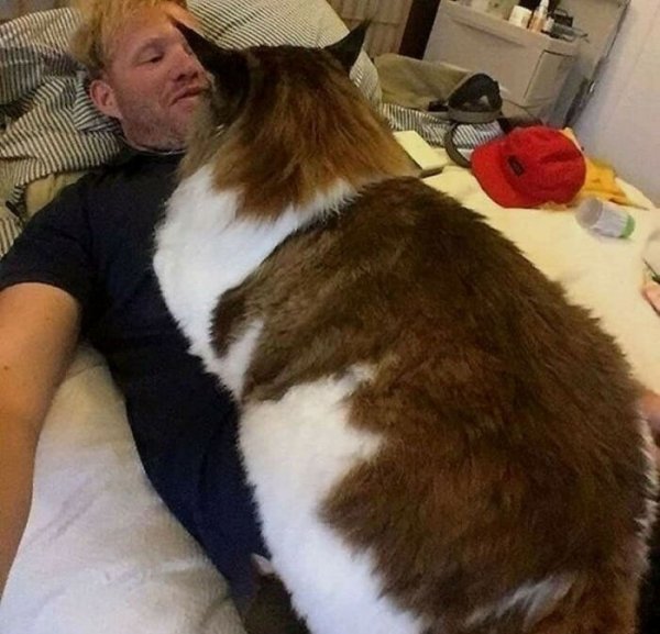 Giant Cats