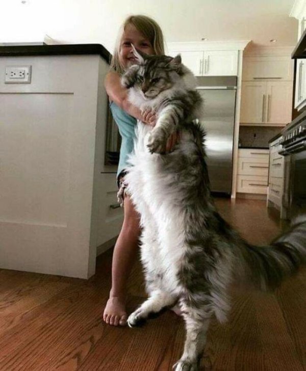 Giant Cats