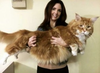 Giant Cats