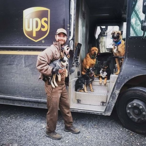 UPS Dogs